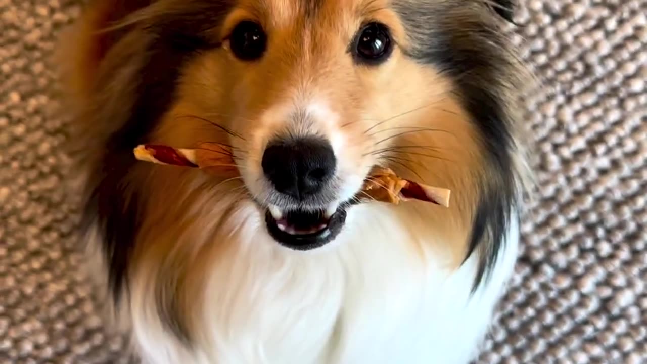 Snacks_for_adorable_dog