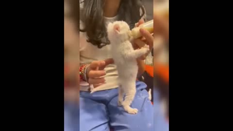 Videos Compilation - Funny Cats Life