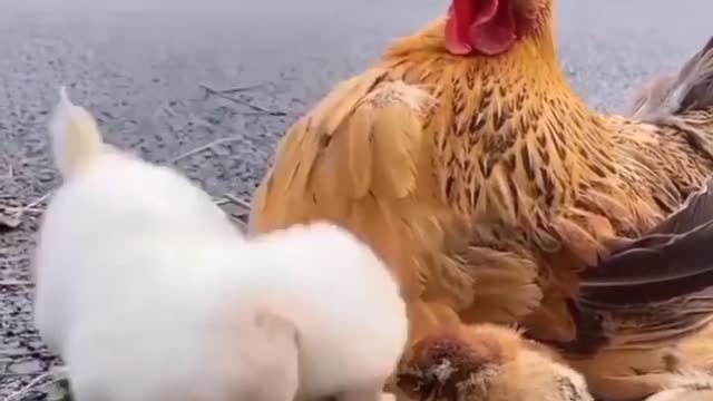 Cute puppy 😻 and poultry varry cute video