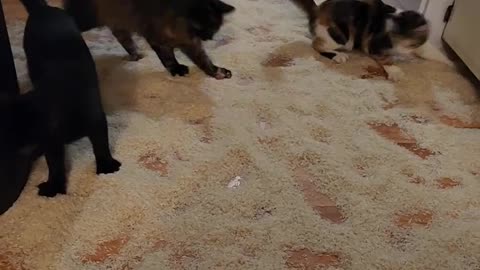 Quirky Kittens Roll Around in Rice