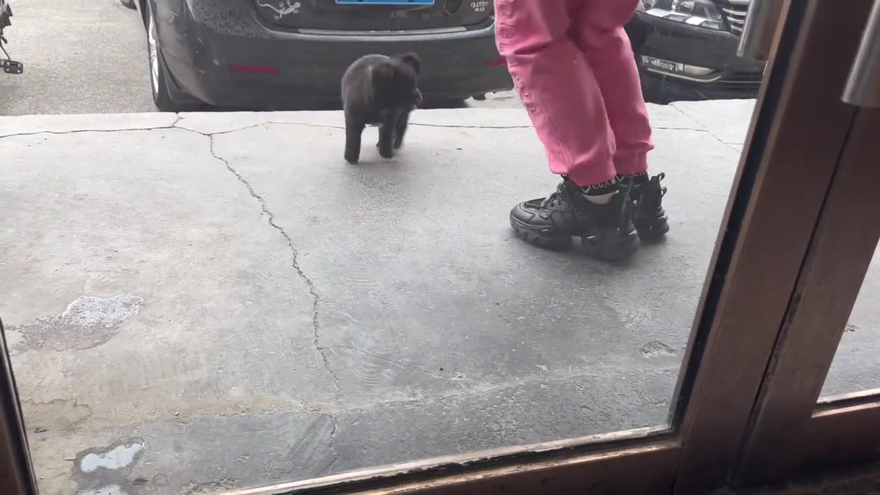 black but cute puppy !