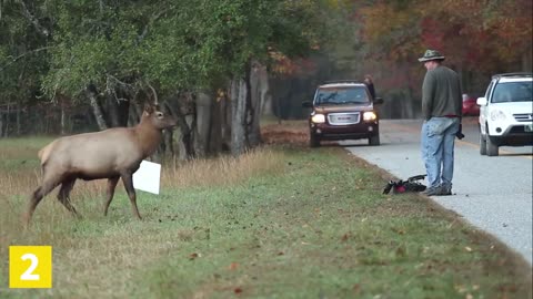 Wild animal encounter