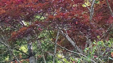 Autumn in Japan 2023