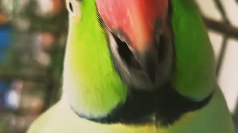 Donald Trump and a parrot🦜