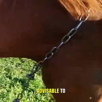 These Are Eating Horses Alive!