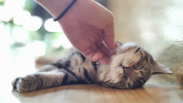 Close up hands of the girl girl plays with sleeping cute tabby cat