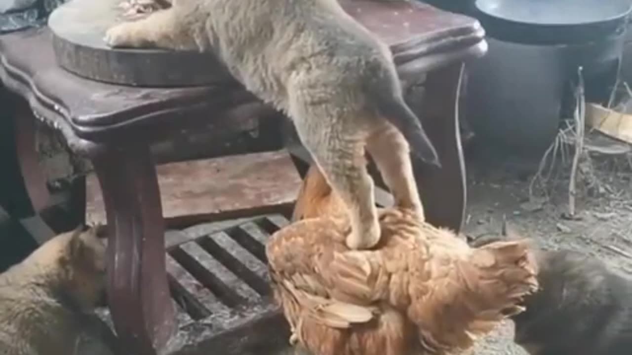 Friendship Of Cat And Chicken . Animels Funny Video
