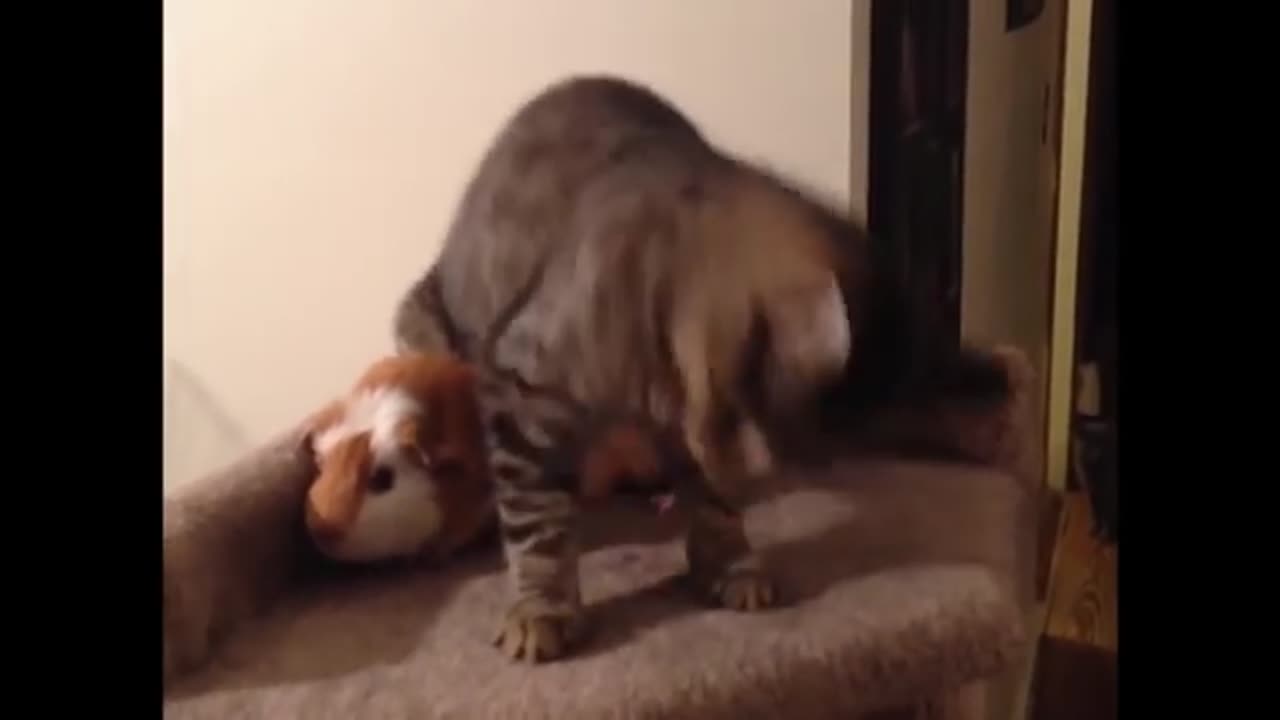 Animal funny video