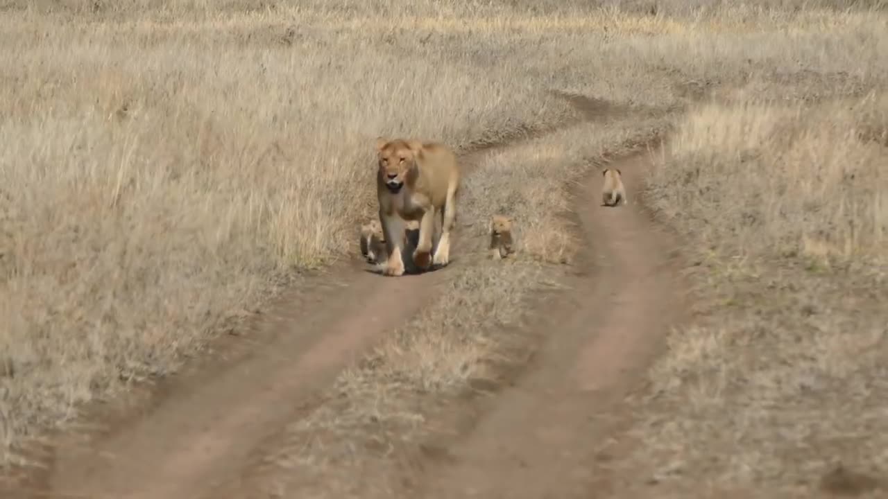 Baby lion cubs go on walk with mom