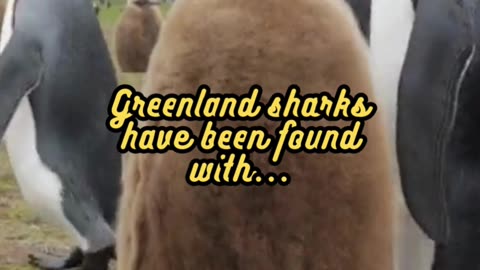 Animal Facts Greenland Shark Diet #shorts