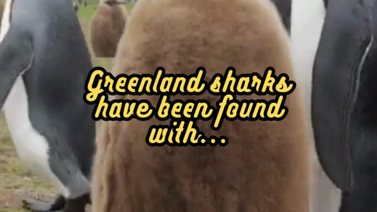 Animal Facts Greenland Shark Diet #shorts