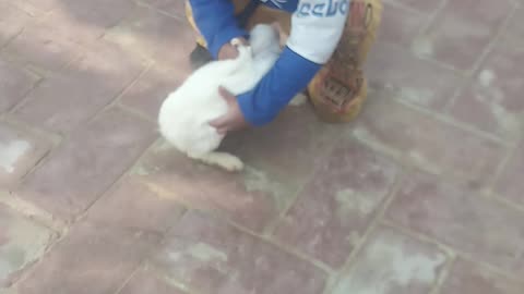 Cute Rabbit - Little Boy Playing with Rabbit