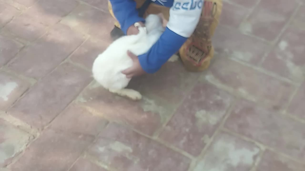 Cute Rabbit - Little Boy Playing with Rabbit