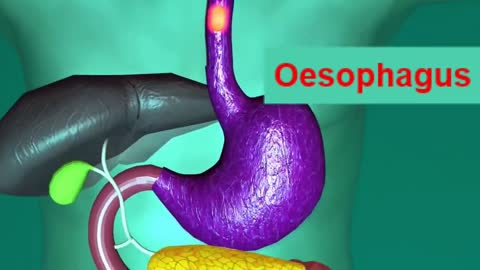 HUMAN DIGESTIVE SYSTEM