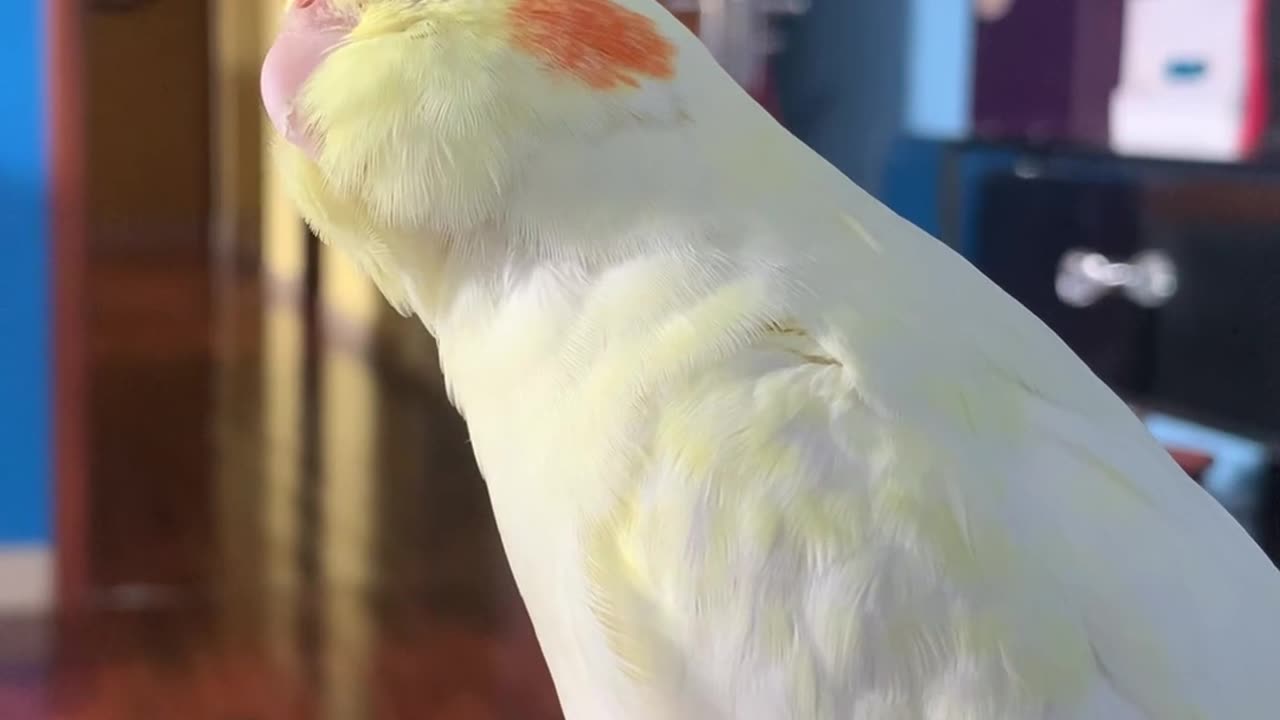 Cocktail bird is in happy mood