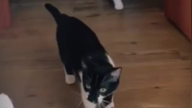 #laugh #funny #lol #funnytiktok #comedy #fyp #fypシ #learnontiktok #funnyvideo