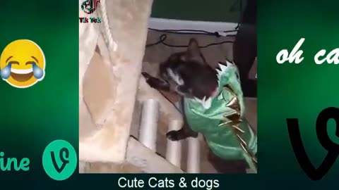 Best Funny Animal Videos Of The 2023 🤣 - Funniest Cats And Dogs Videos 😺😍😂🐶 Funny cat & dog videos 😍