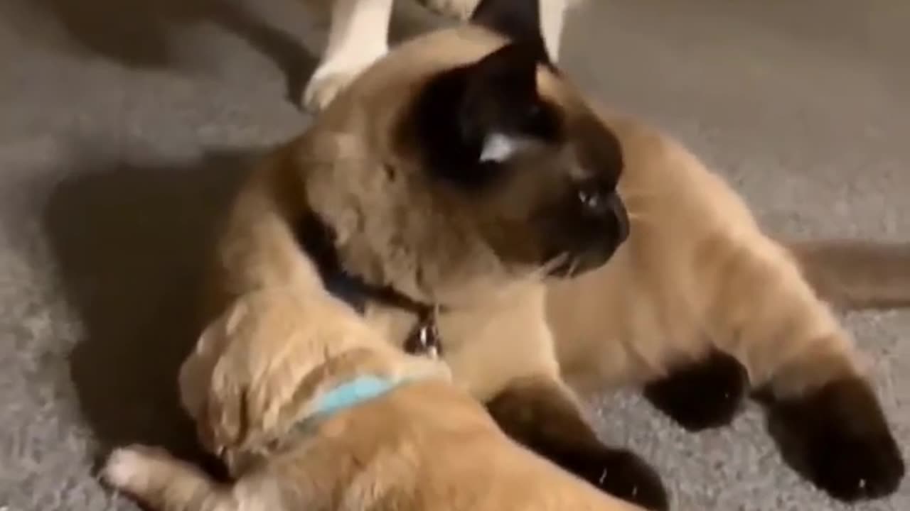 Cat and Dog play