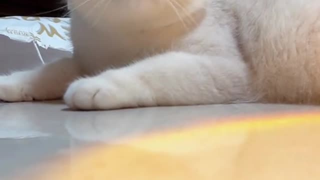 OMG So Cute ♥ Best Funny Cat Videos 2021