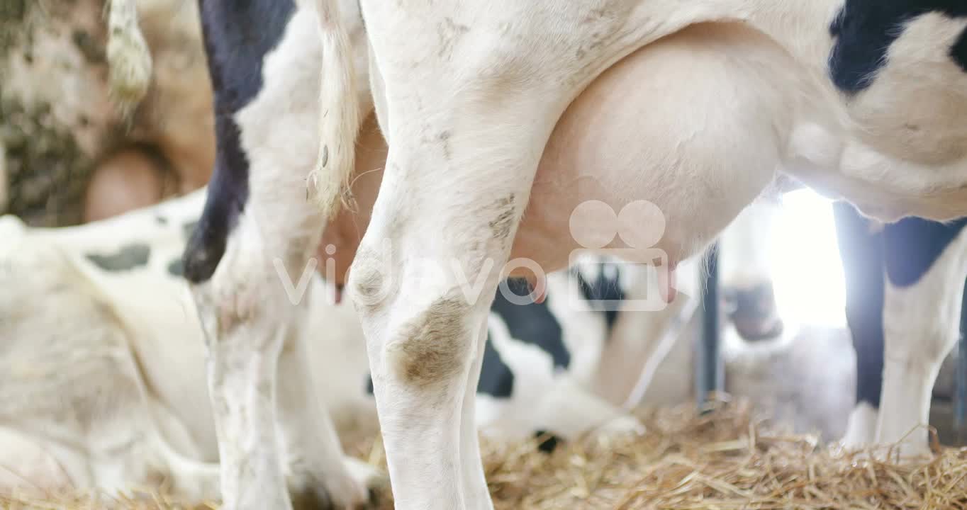 Milky Cows Ready For Milking On Farm Milk Production 9