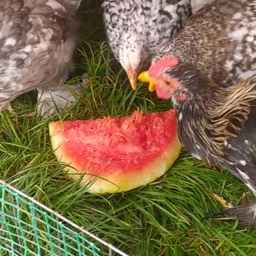 Chickens love watermelons