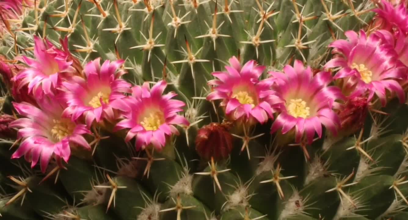 The beauty of the cactus flower