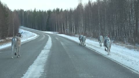 Santa Claus Reindeer land Pello in Lapland Finland Arctic Circle Father Christmas funny animal video