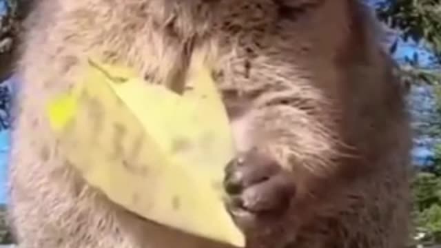 A really cute hamster eating fallen leaf from tree