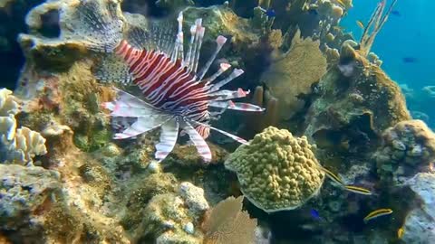 lion fish