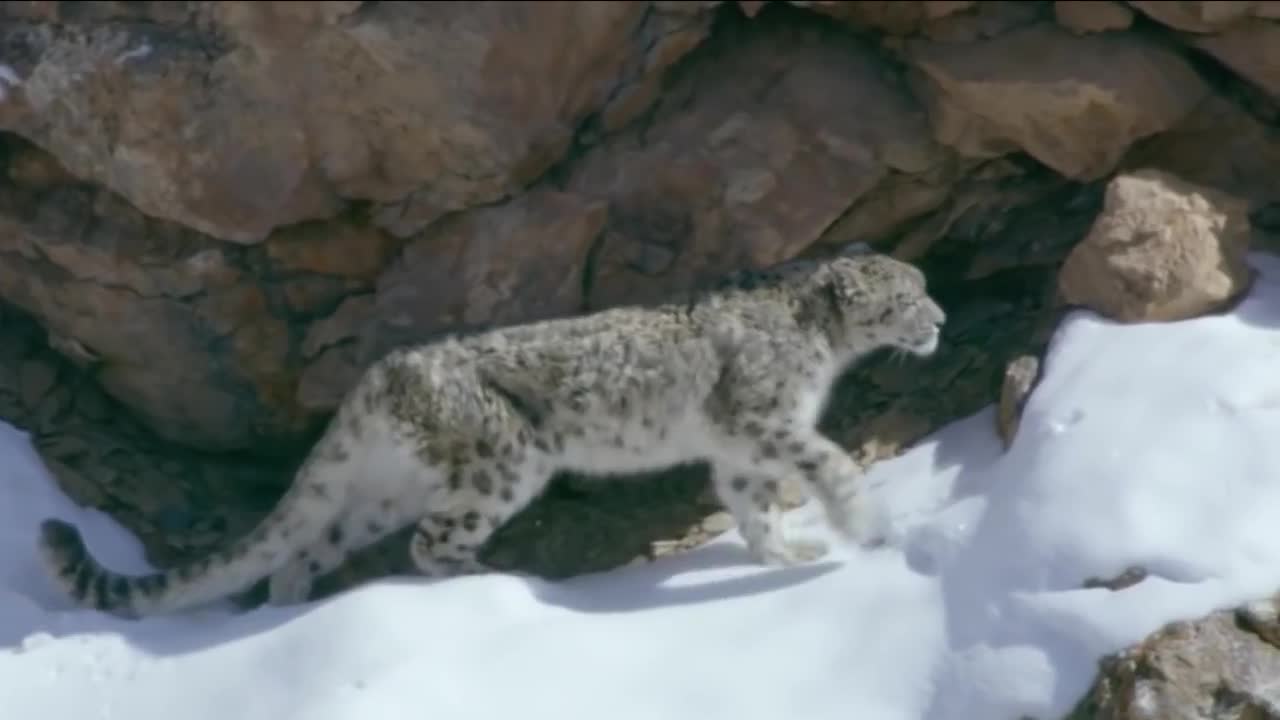 Mountain Goat Tossing Snow Leopard Falls Down From Cliff To Escape - Even The Mighty Can Falter-11