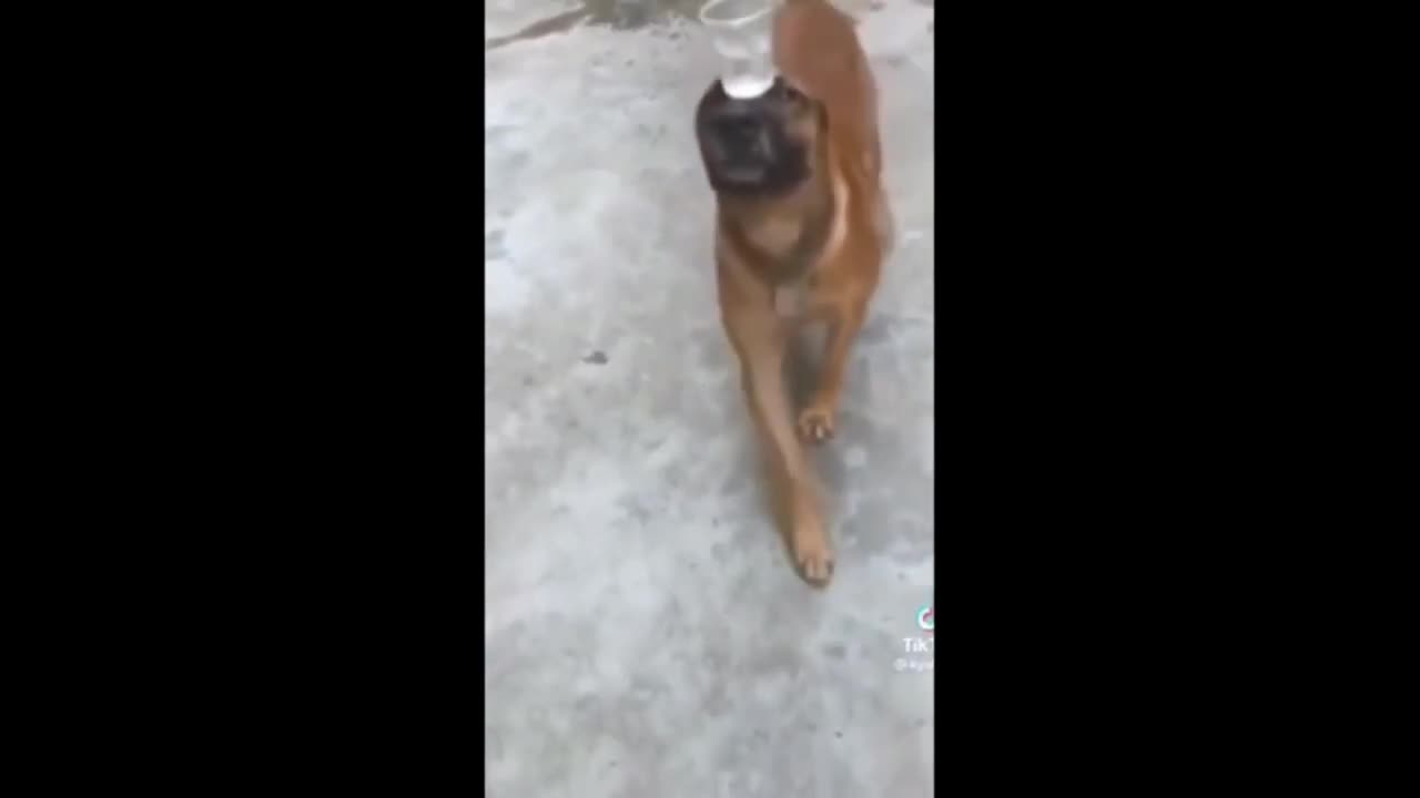 Cats and dogs funny videos 2023