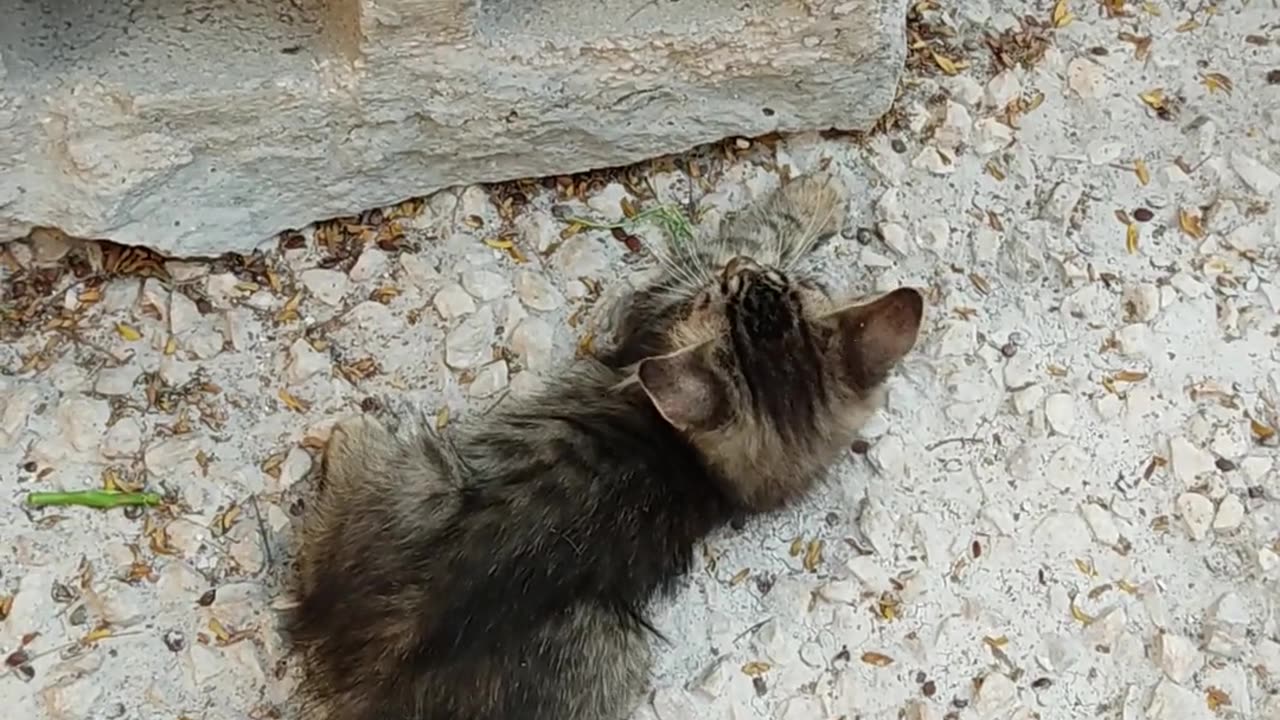 Beautiful cats playing