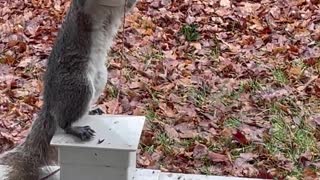 Squirrel Wears a Clown Mask