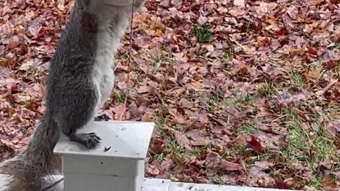 Squirrel Wears a Clown Mask