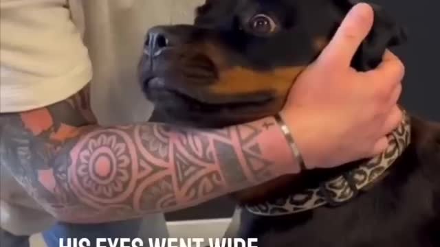 This dog’s reaction going to a chiropractor is hilarious 😂