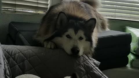 Malamute wants to go for a walk