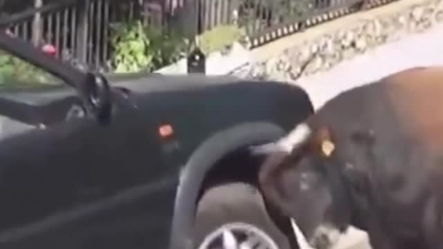 Crazy Bull Fight with a Car