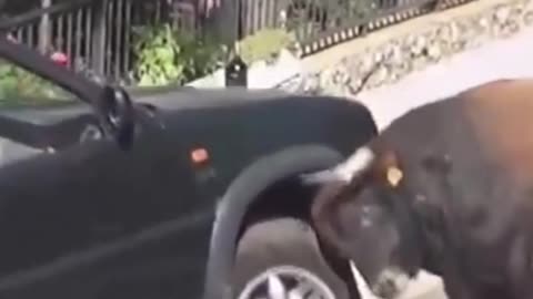 Crazy Bull Fight with a Car