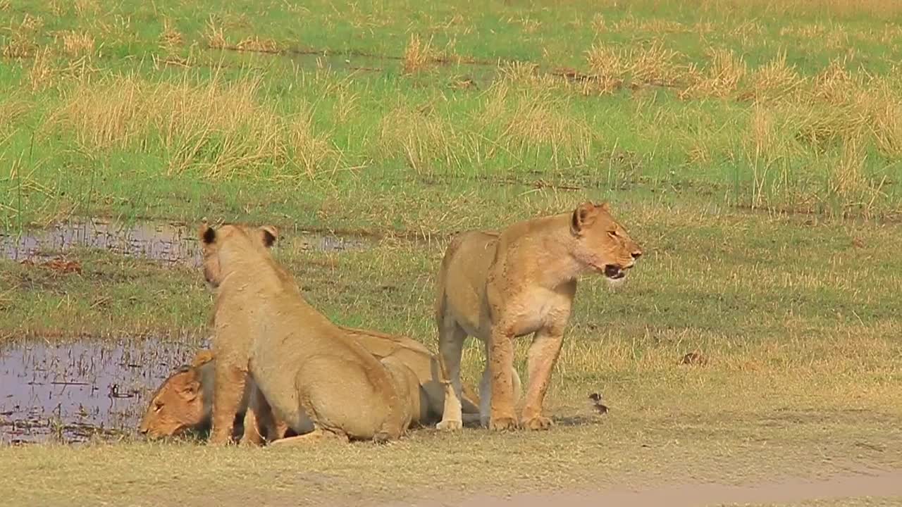 Lion Stands Guard Whilst Others Drink