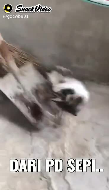 Cat gladiator