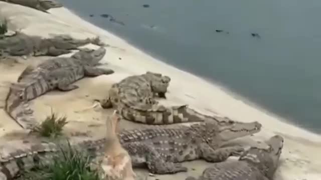 When a creature doesn't realize the mistake it made