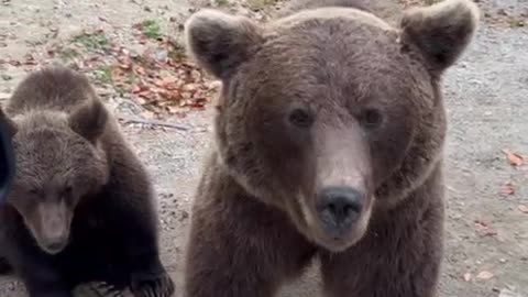 Beggar Bears On Romania's Transfagarasan Highway