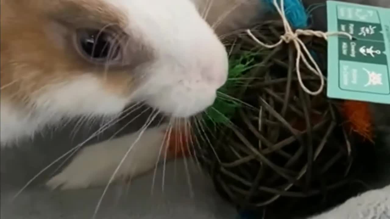 cutest bunny is playing#trending #new rabbits status# man mast magan ??