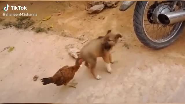 Funny puppy and hen