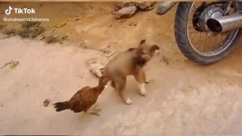 Funny puppy and hen