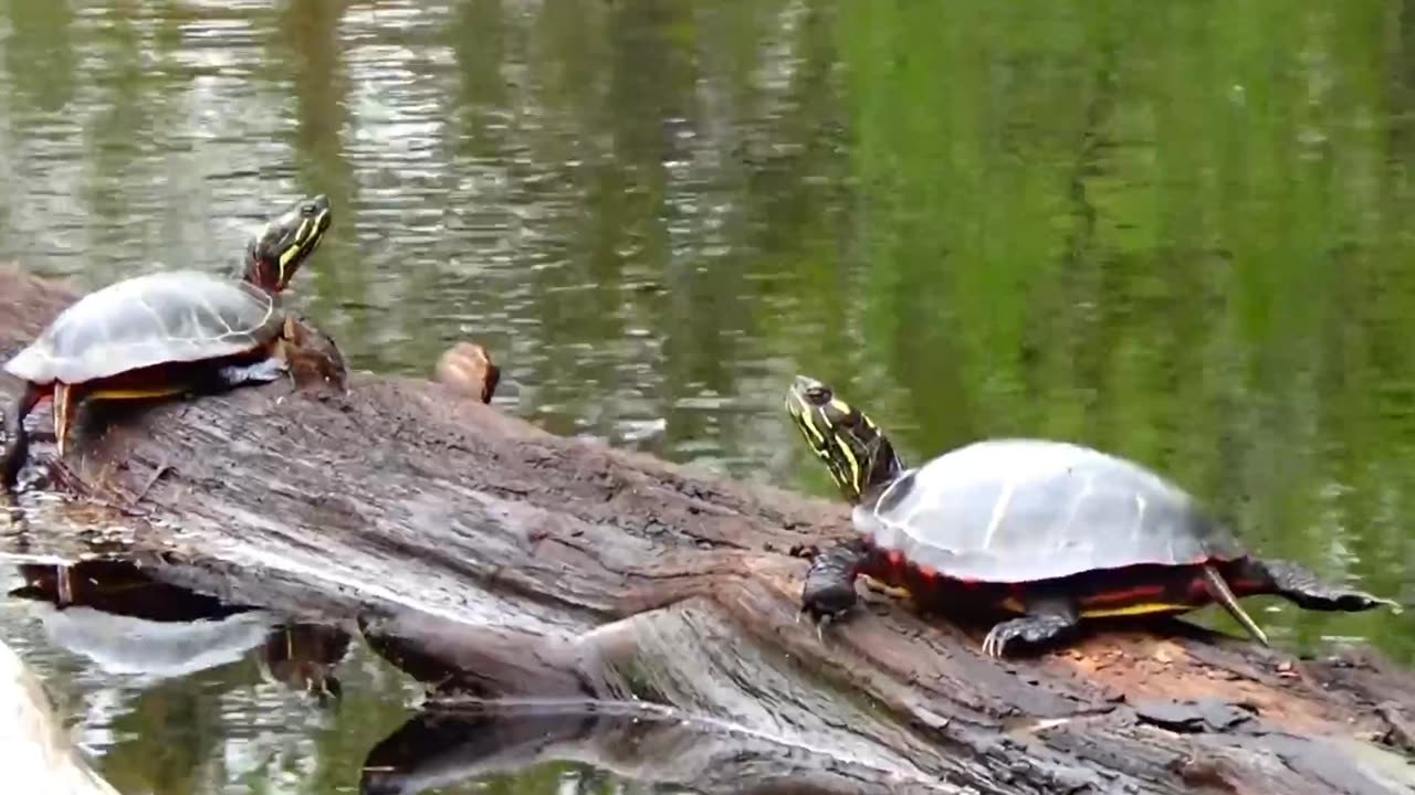 Oriole and Painted Turtles