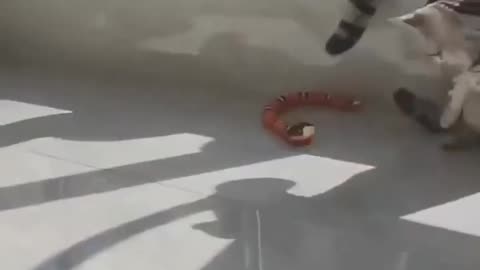 Funny cats