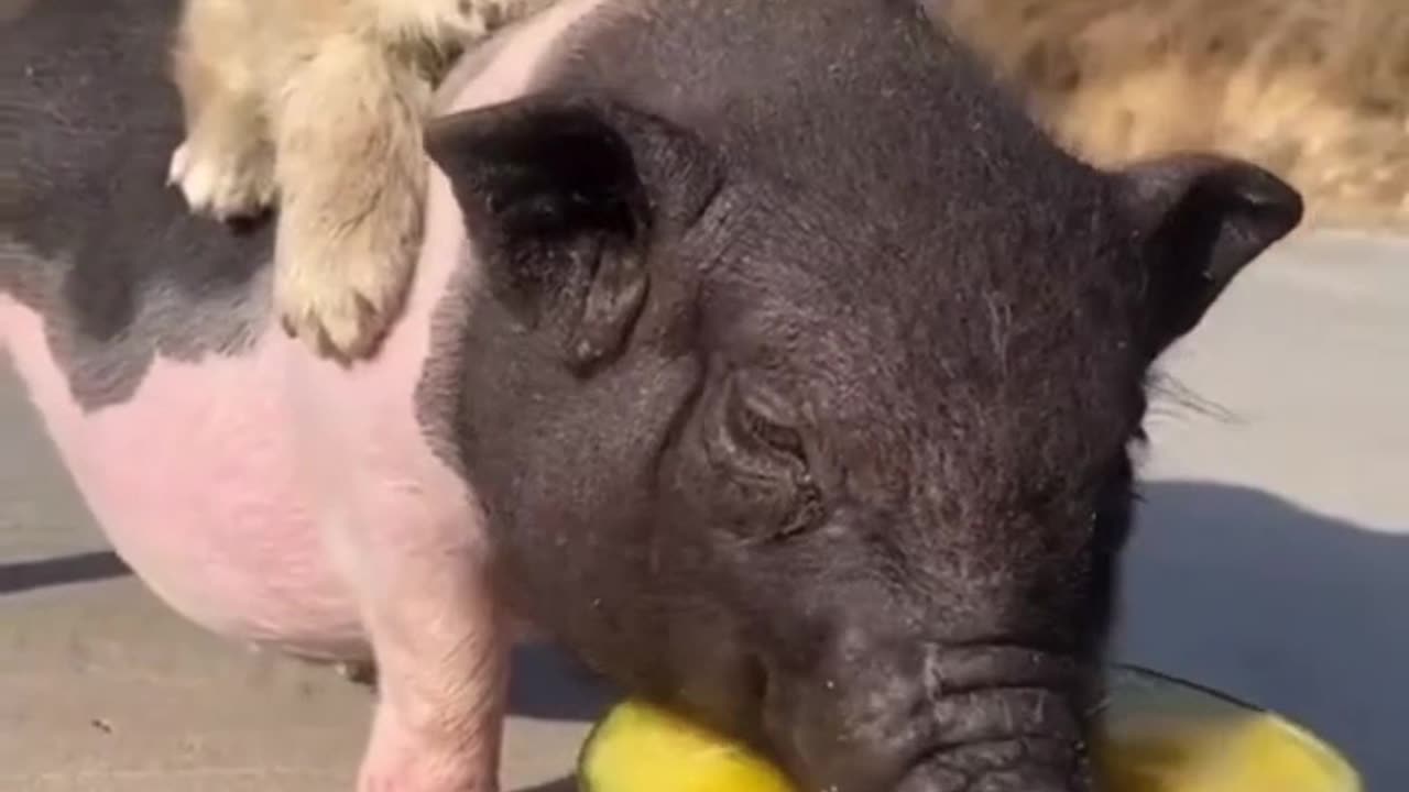 Dog and Pig friend