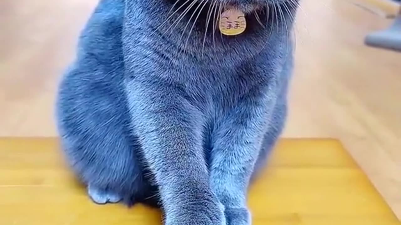 Funny Black Cat ringing bell in funny way.