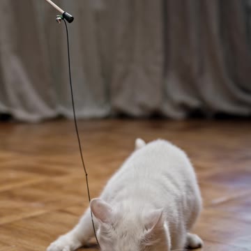 Little Kitty playing with her Toy *-* How Adorable